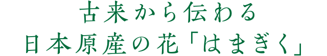 古来から伝わる日本原産の花「はまぎく」