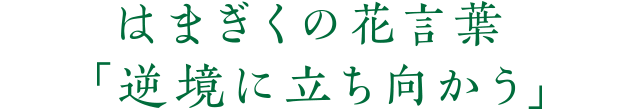 はまぎくの花言葉「逆境に立ち向かう」